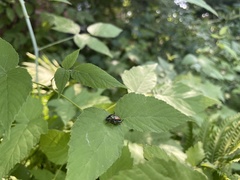 Popillia japonica