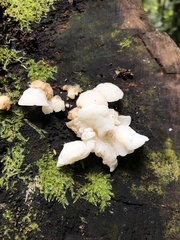 Favolaschia pustulosa