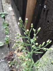 Erigeron sumatrensis