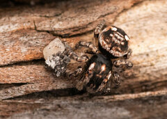 Maratus plumosus