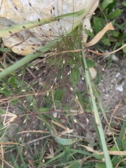Digitaria cognata