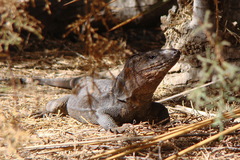 Gallotia stehlini