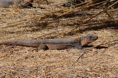 Gallotia stehlini