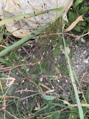 Digitaria cognata