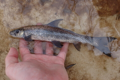 Cycleptus meridionalis