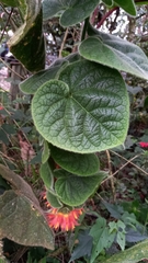 Gesneriaceae