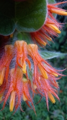 Gesneriaceae
