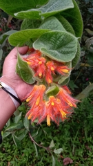 Gesneriaceae