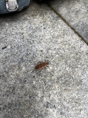 Physopelta quadriguttata