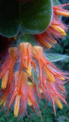 Gesneriaceae