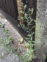 Erigeron sumatrensis