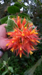 Gesneriaceae