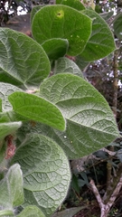 Gesneriaceae