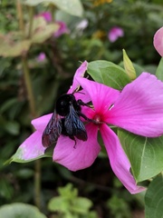 Bombus morio