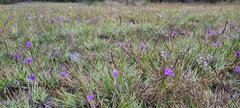 Patersonia occidentalis