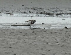 Charadrius bicinctus