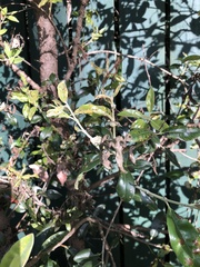 Austropuccinia psidii