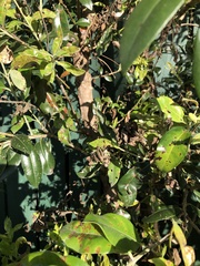 Austropuccinia psidii