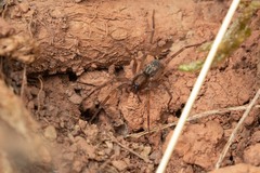 Liocranum rupicola