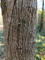 Acer negundo