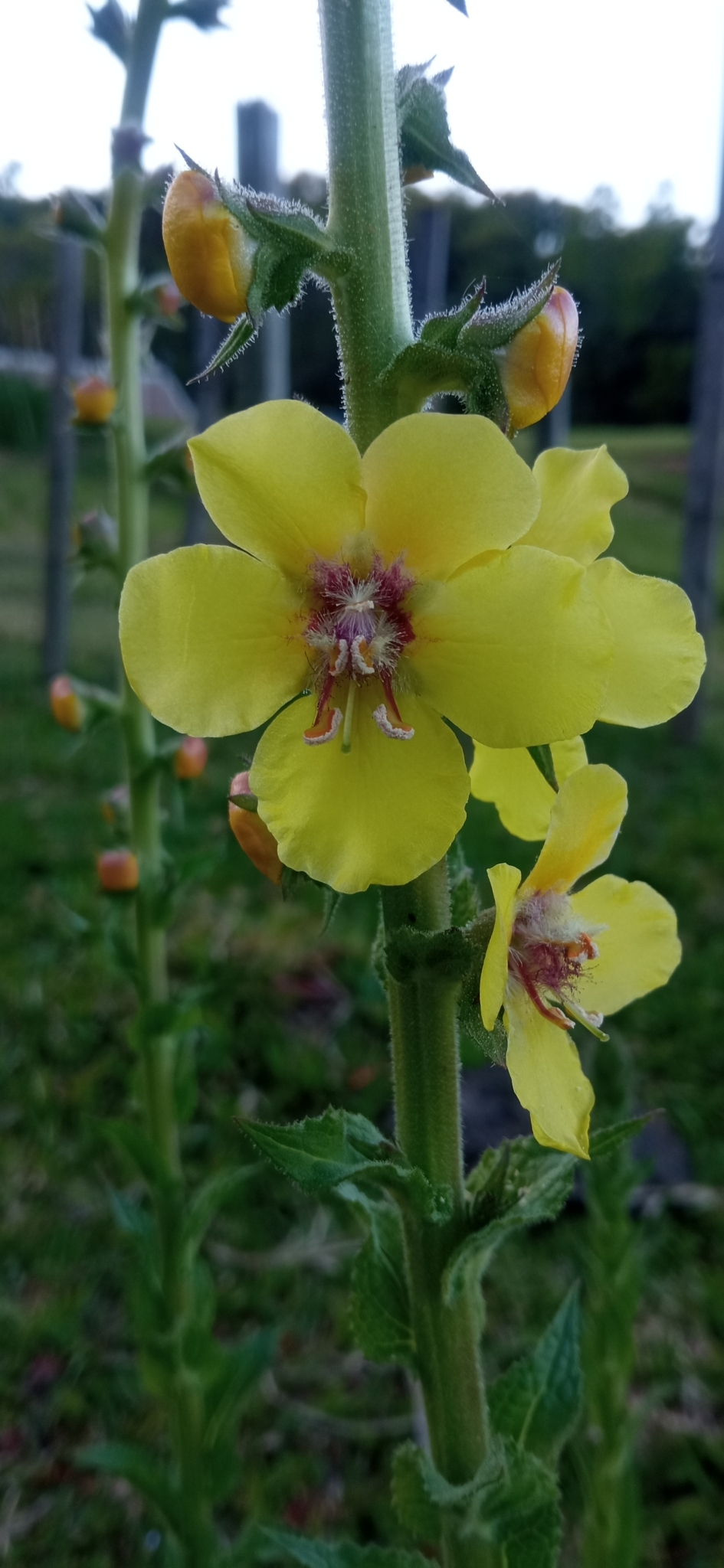 Verbascum virgatum