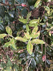 Austropuccinia psidii