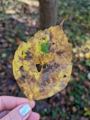 Acer negundo