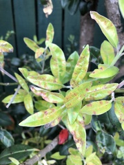 Austropuccinia psidii