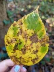 Acer negundo