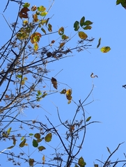 Acer negundo