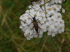 Anastrangalia dubia