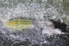 Ormenaria rufifascia