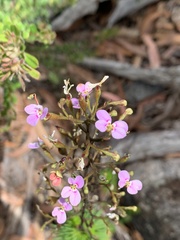 Stylidium laricifolium