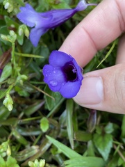 Torenia