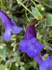 Torenia