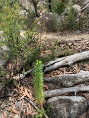Stylidium laricifolium