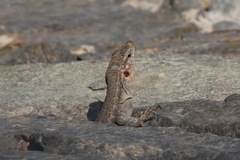 Gallotia stehlini