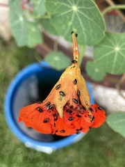 Phyllotreta cruciferae