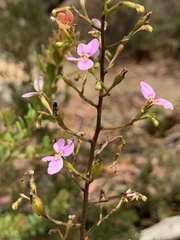 Stylidium laricifolium