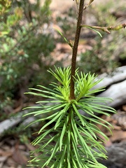 Stylidium laricifolium