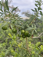 Eremophila maculata
