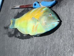 Halichoeres radiatus