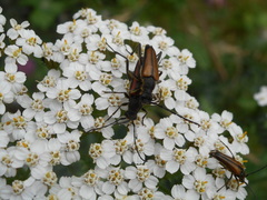 Anastrangalia dubia