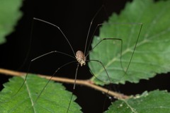 Leiobunum blackwalli