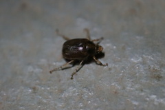 Phytholaema herrmanni