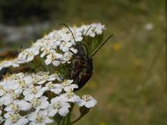 Anastrangalia dubia