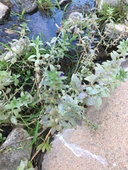 Stemodia durantifolia