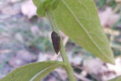 Lepyronia coleoptrata