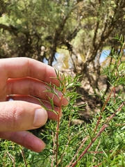 Hakea erinacea
