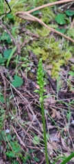 Microtis unifolia
